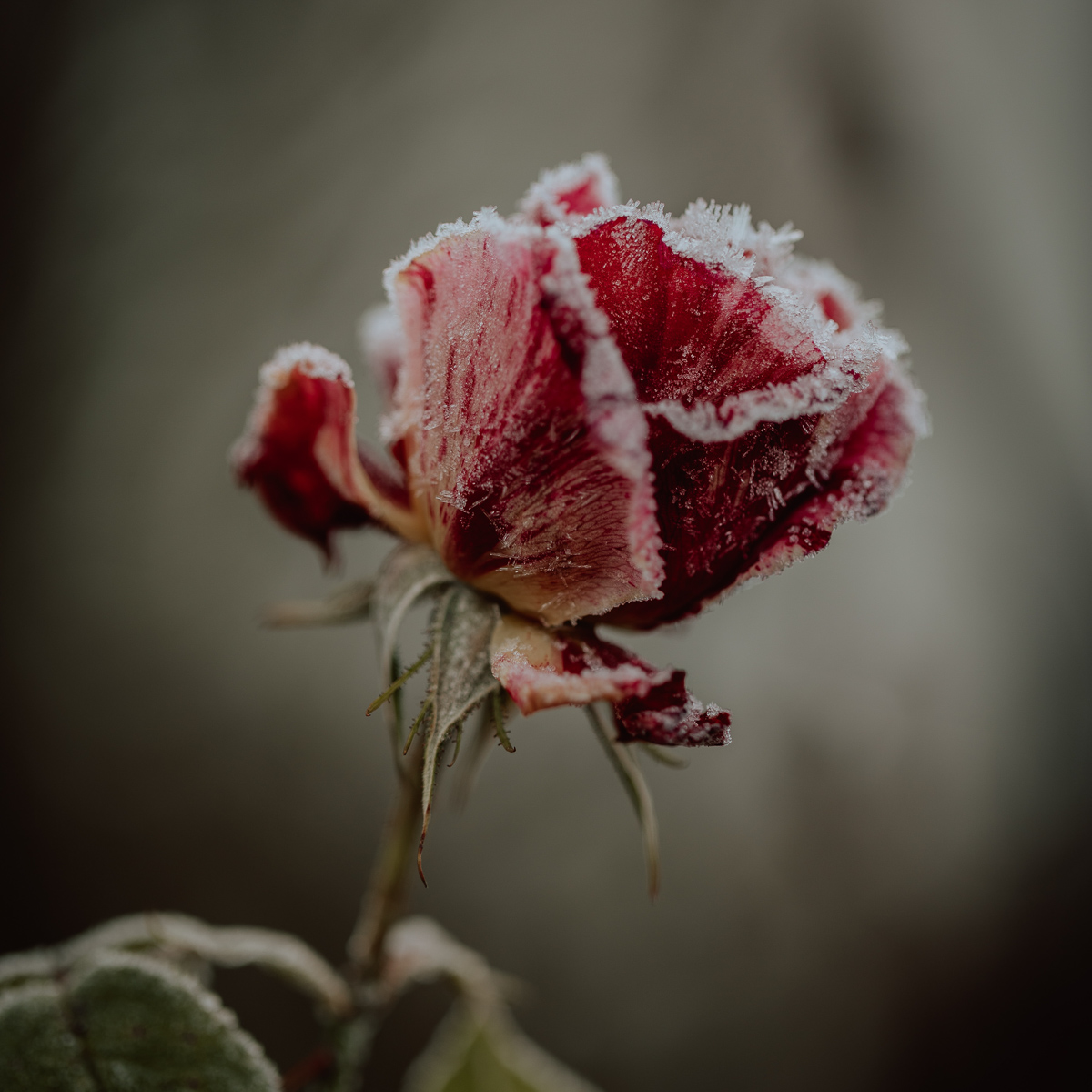 maximilian-zahn-GaWSug6yjfs-unsplash